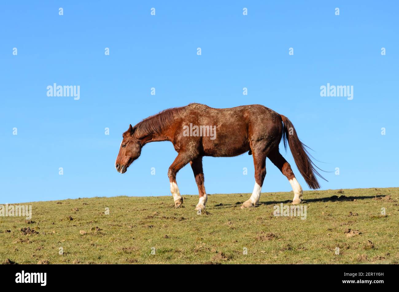 Un unico cavallo bruno domestico purosangue (Equus ferus caballus), in piedi su un pascolo in campagna, cielo blu, Germania, Europa occidentale Foto Stock