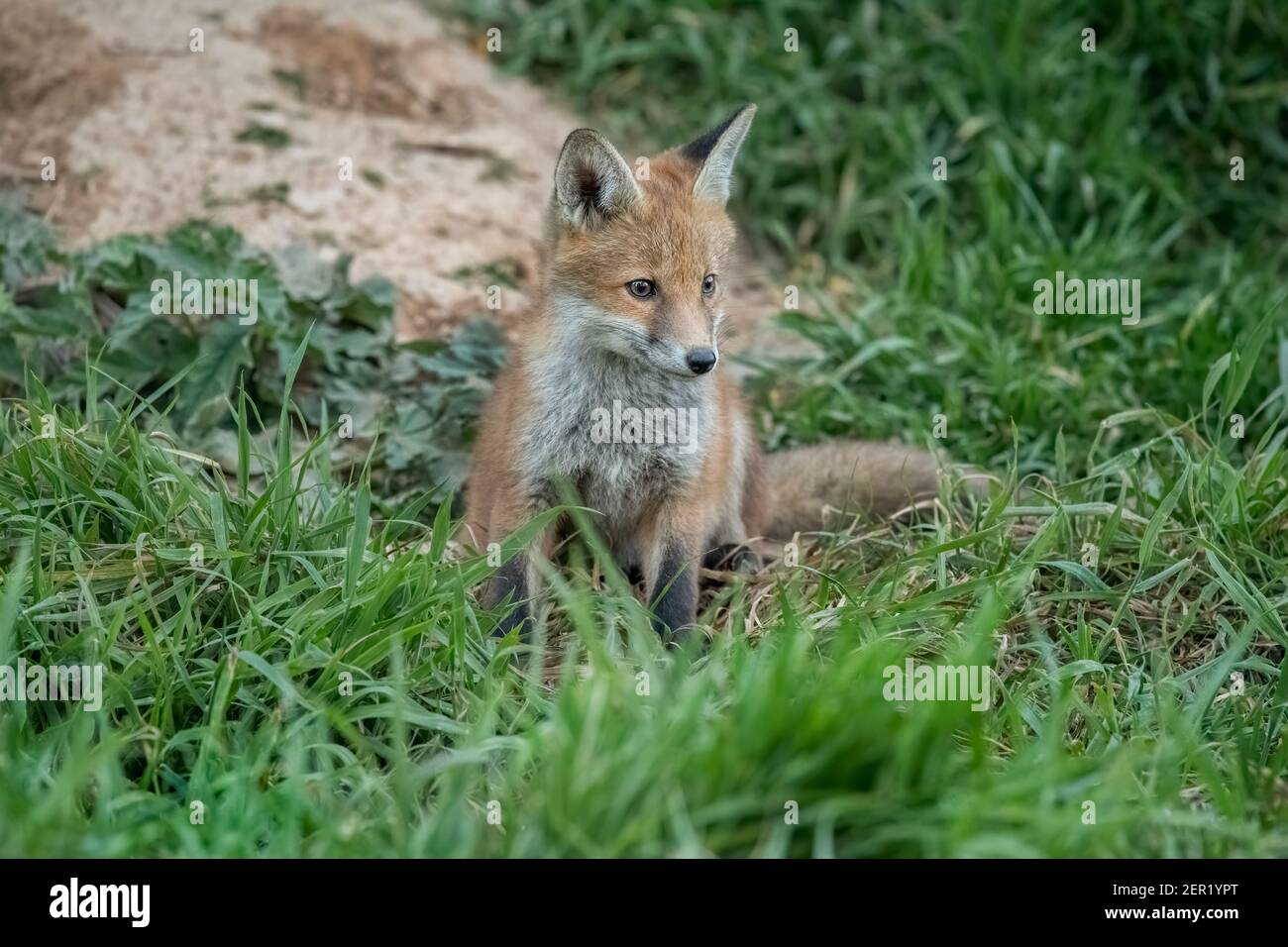Il cucciolo di Fox siedendo sull'erba vicino in Scozia, u. k. in primavera Foto Stock