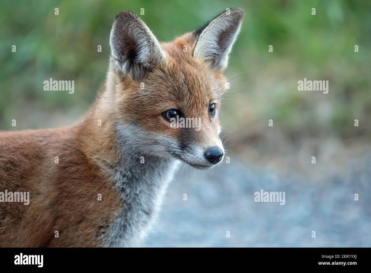 Fox cub, ritratto, primo piano, in Scozia, u.k in primavera Foto Stock