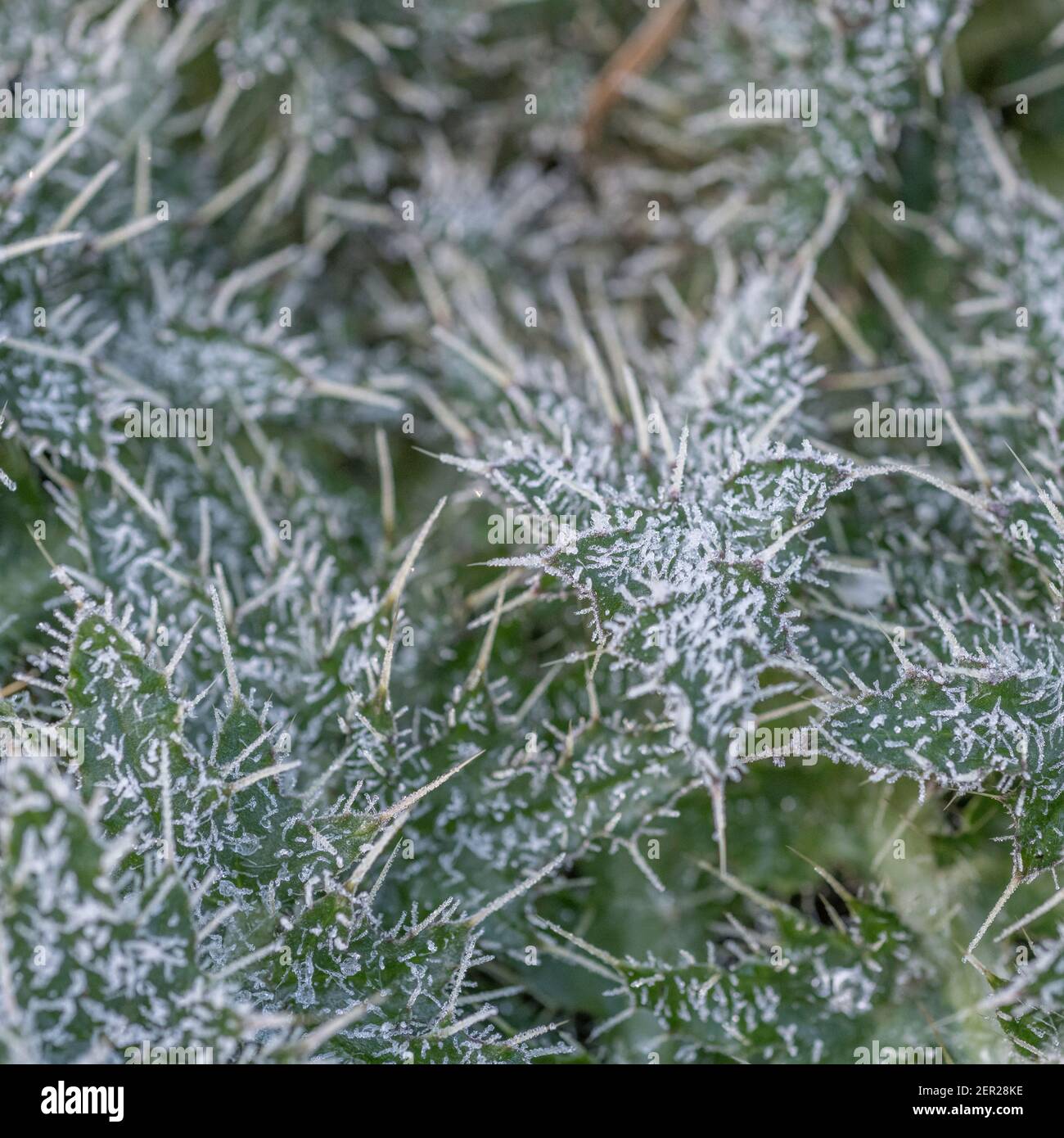 Primo piano di foglie di cardo ricoperte da uno strato di gelo. Per basse temperature, temperature gelide, scatti freddi, affilati e ricci. Foto Stock