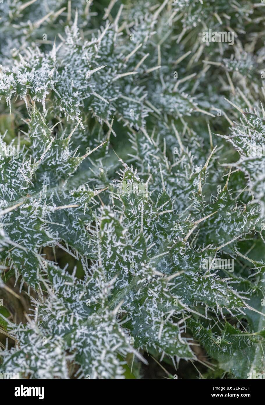 Primo piano di foglie di cardo ricoperte da uno strato di gelo. Per basse temperature, temperature gelide, scatti freddi, affilati e ricci. Foto Stock