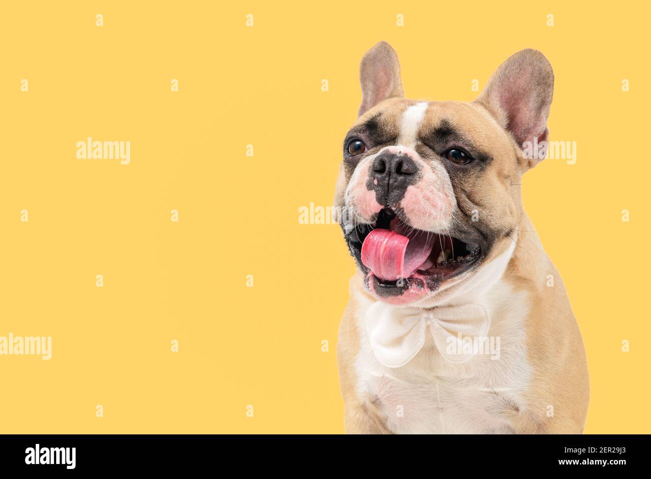 Carino cane bulldog francese che indossa bowtie bianco, la lingua di sticking e yawning isolato su sfondo giallo, animali domestici e concetto animale. Foto Stock