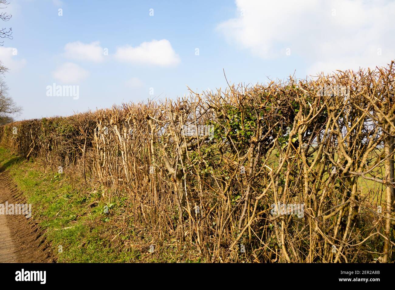 Recentemente taglio campagna confine campo hedgerow. Barkston Village, Grantham, Lincolnshire, Inghilterra Foto Stock