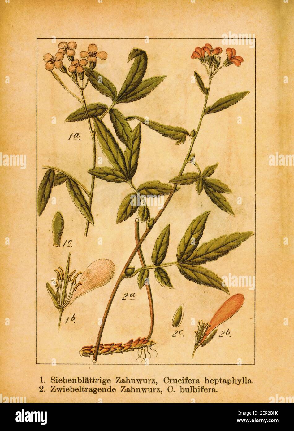 Antica illustrazione della cardamina eptaphilla e della corallroot bittercress. Incisione di Jacob Sturm (1771-1848) dal libro Deutschlands Flora in Abbi Foto Stock