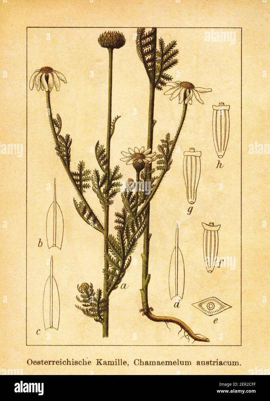 Antica illustrazione del XIX secolo di Chamaemelum austriacum. Incisione di Jacob Sturm (1771-1848) dal libro Deutschlands Flora in Abbildungen nach Foto Stock