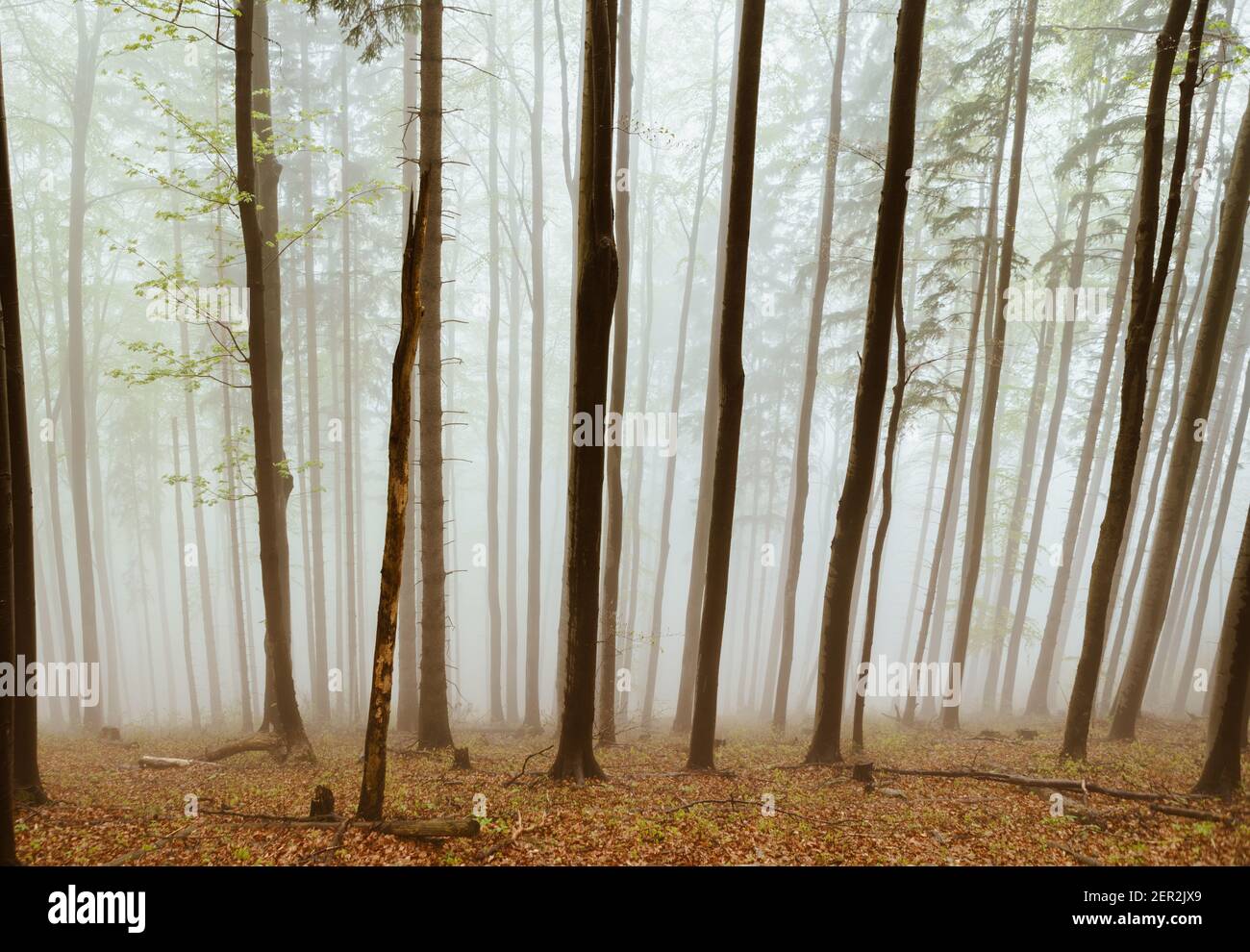 Autunnale nebbia vista foresta. Gli alberi sono coperti dalla nebbia mattutina. Viaggiare sulle montagne della Slovacchia. Foto Stock
