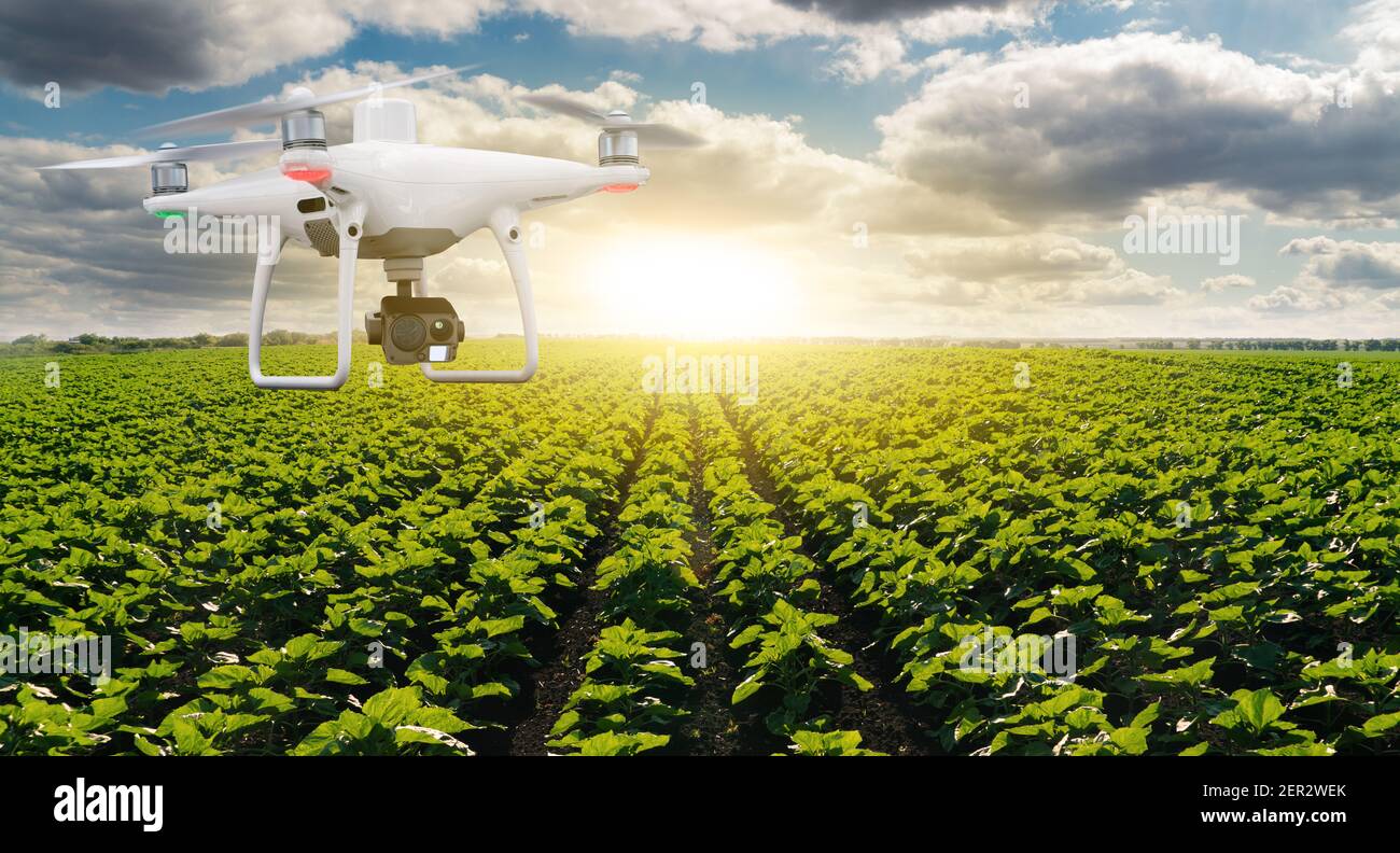 Droni agricoli che volano su un campo . Agricoltura intelligente e agricoltura di precisione Foto Stock