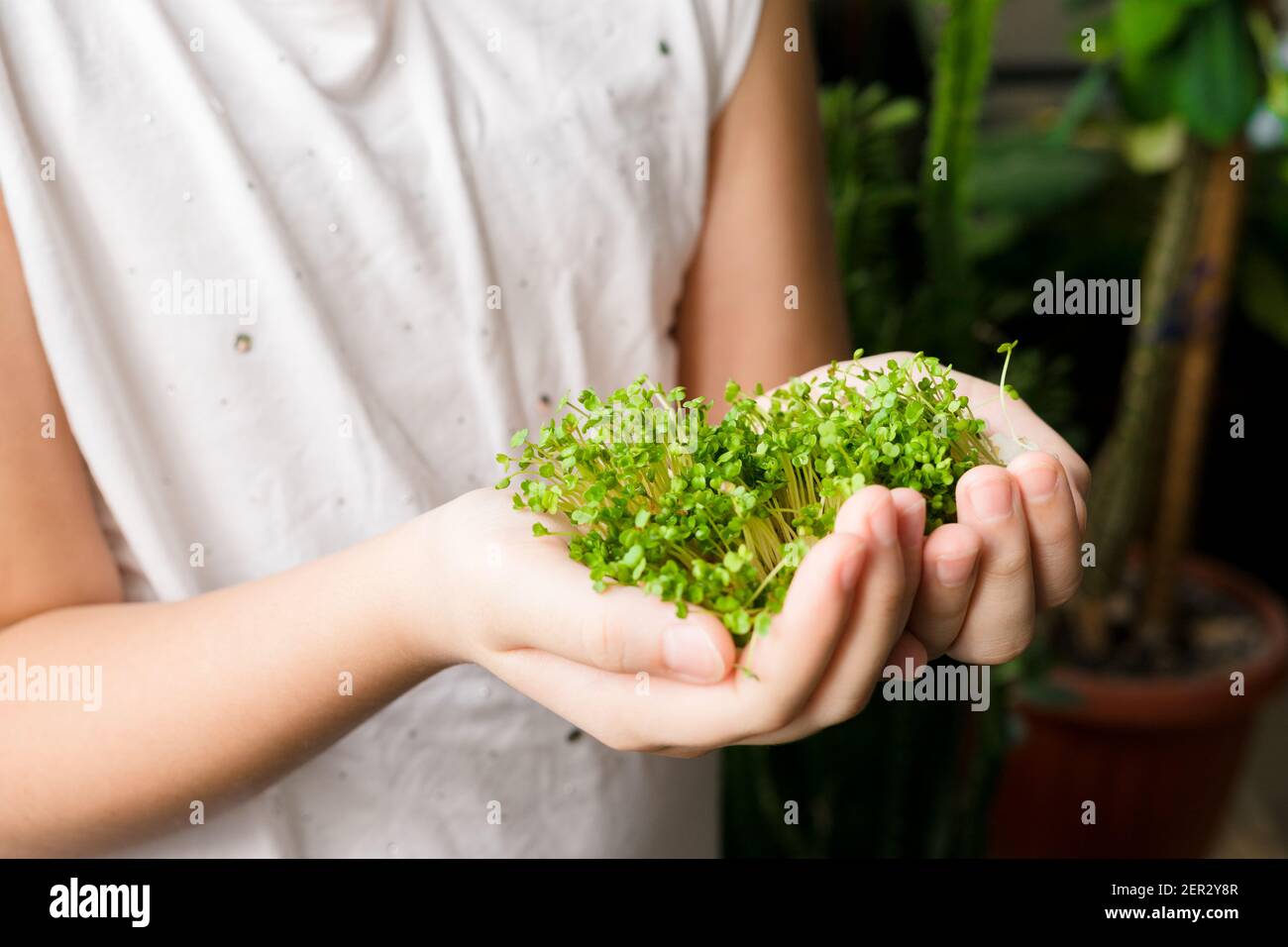 Le mani della ragazza che tengono i germogli verdi micro, primo piano. Rucola germogli. Freschi germogli succosi di rucola. Concetto di supercibo. Profondità di campo poco profonda. Foto Stock