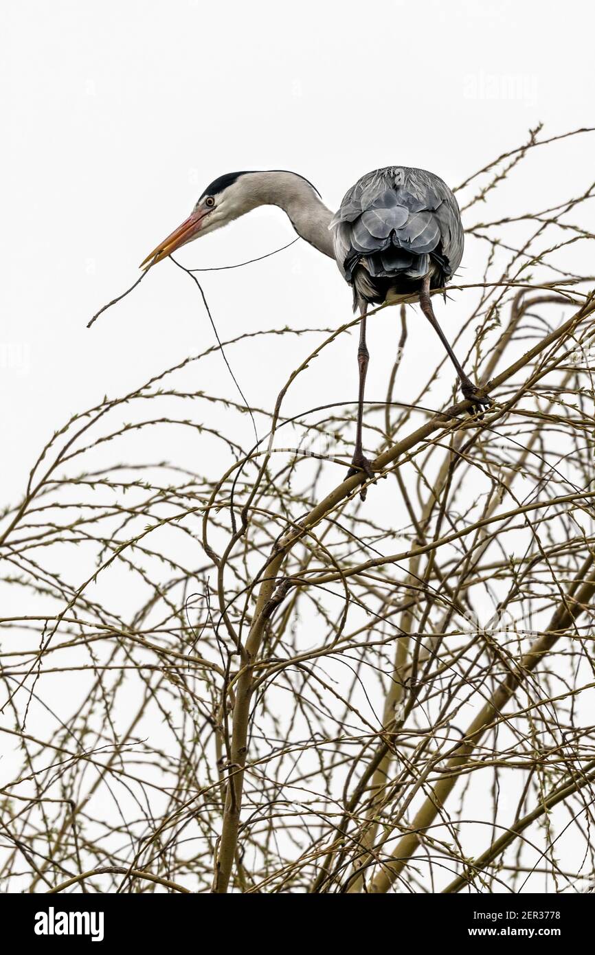 Heron raccogliere ramoscelli per costruire un nido in cima di un albero Foto Stock