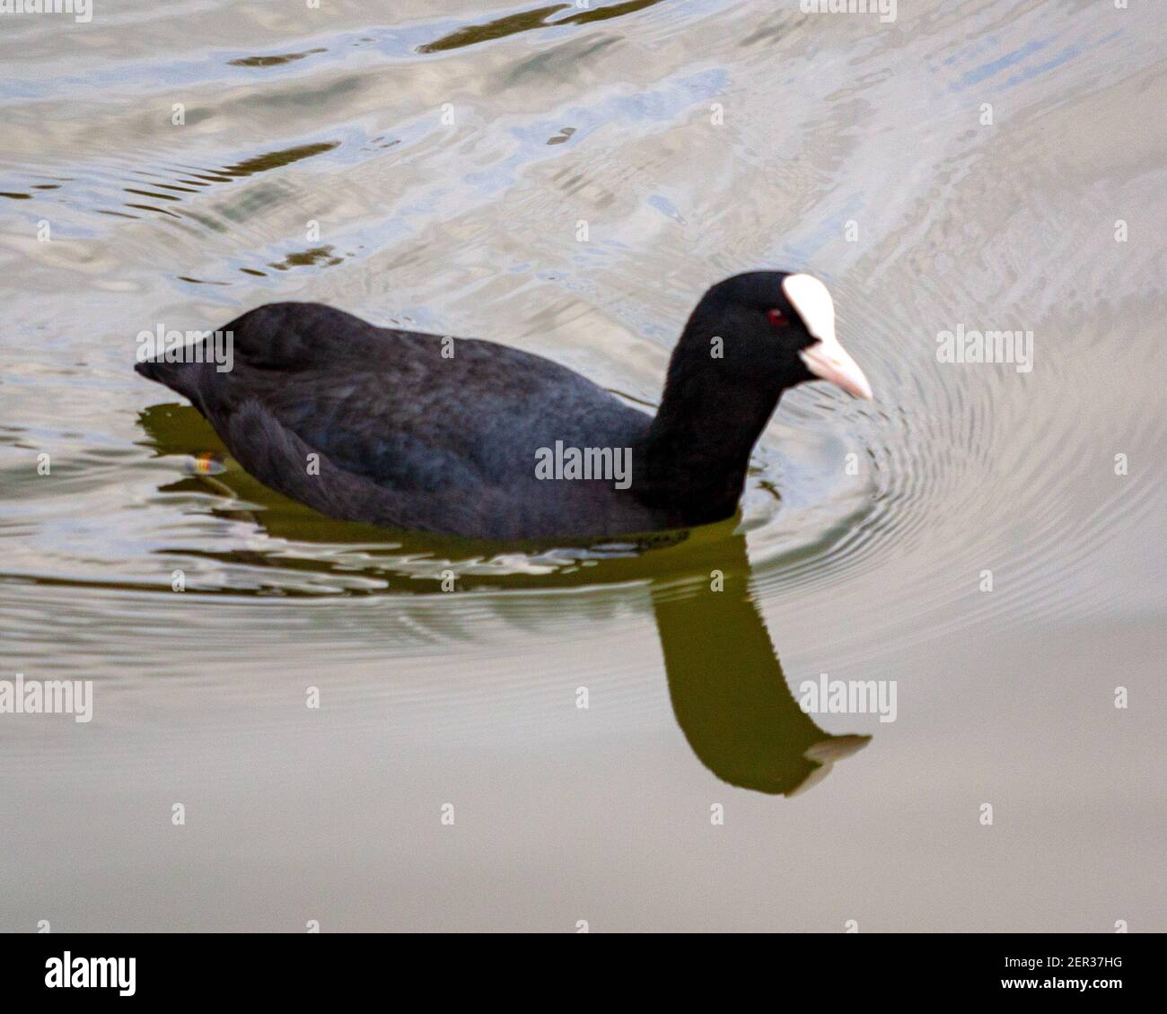 Un'anatra eurasiatica alla riserva naturale di Attendborough, Nottingham Regno Unito Foto Stock