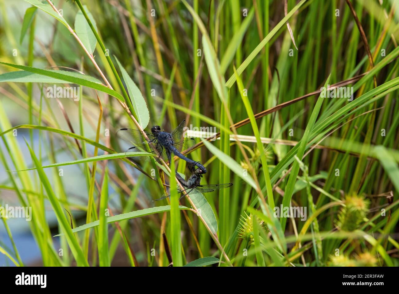 Slaty Skimmers (Libellula incesta) che si accoppia nelle erbe di un giardino acquatico. Foto Stock