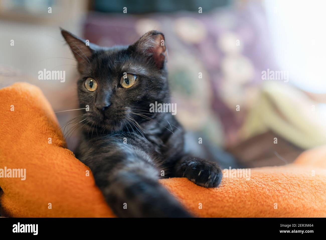 gatto nero con occhi verdi distesi su una coperta arancione, guarda la fotocamera. primo piano Foto Stock