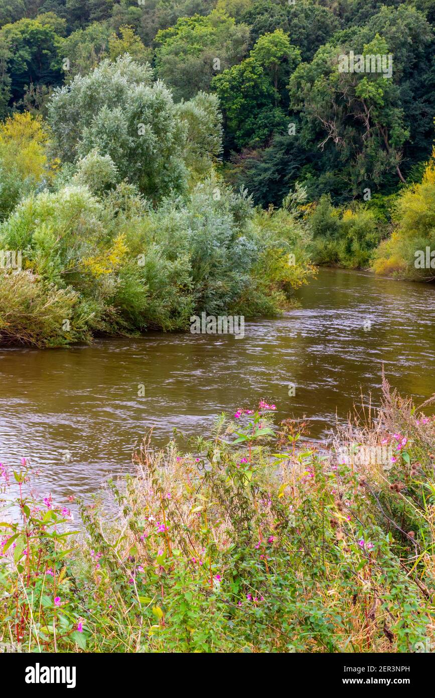 Il fiume Wye al ponte di kerne nella valle di Wye Area di eccezionale bellezza naturale in Herefordshire Inghilterra UKS Foto Stock