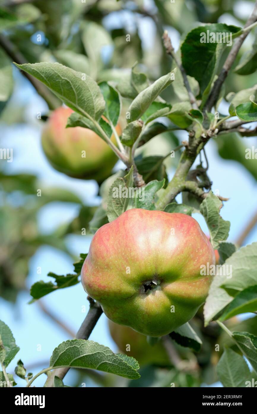 Apple Farmer's Glory, Malus domestica Farmers Glory, Devonshire varietà di alberi di mele, mangiare o cucinare mele albero crescente Foto Stock