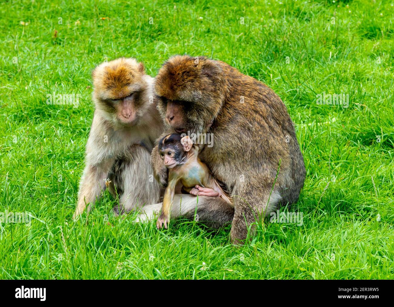 Famiglia barbary macaque scimmie con giovani in cattività a Monkey Foresta di Trentham Staffordshire Inghilterra Regno Unito Foto Stock