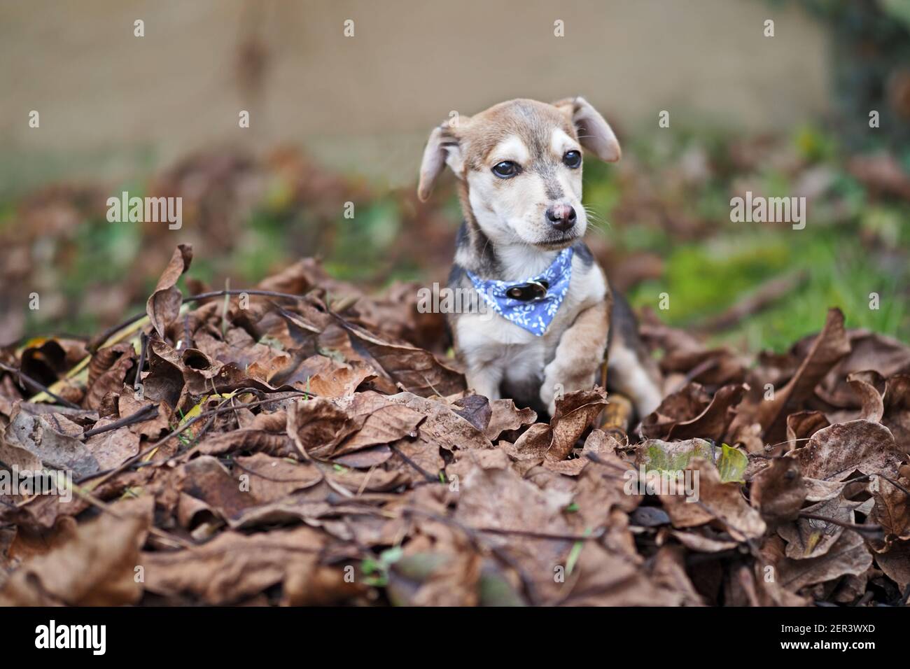 Piccolo cucciolo solitario che gioca all'aperto Foto Stock