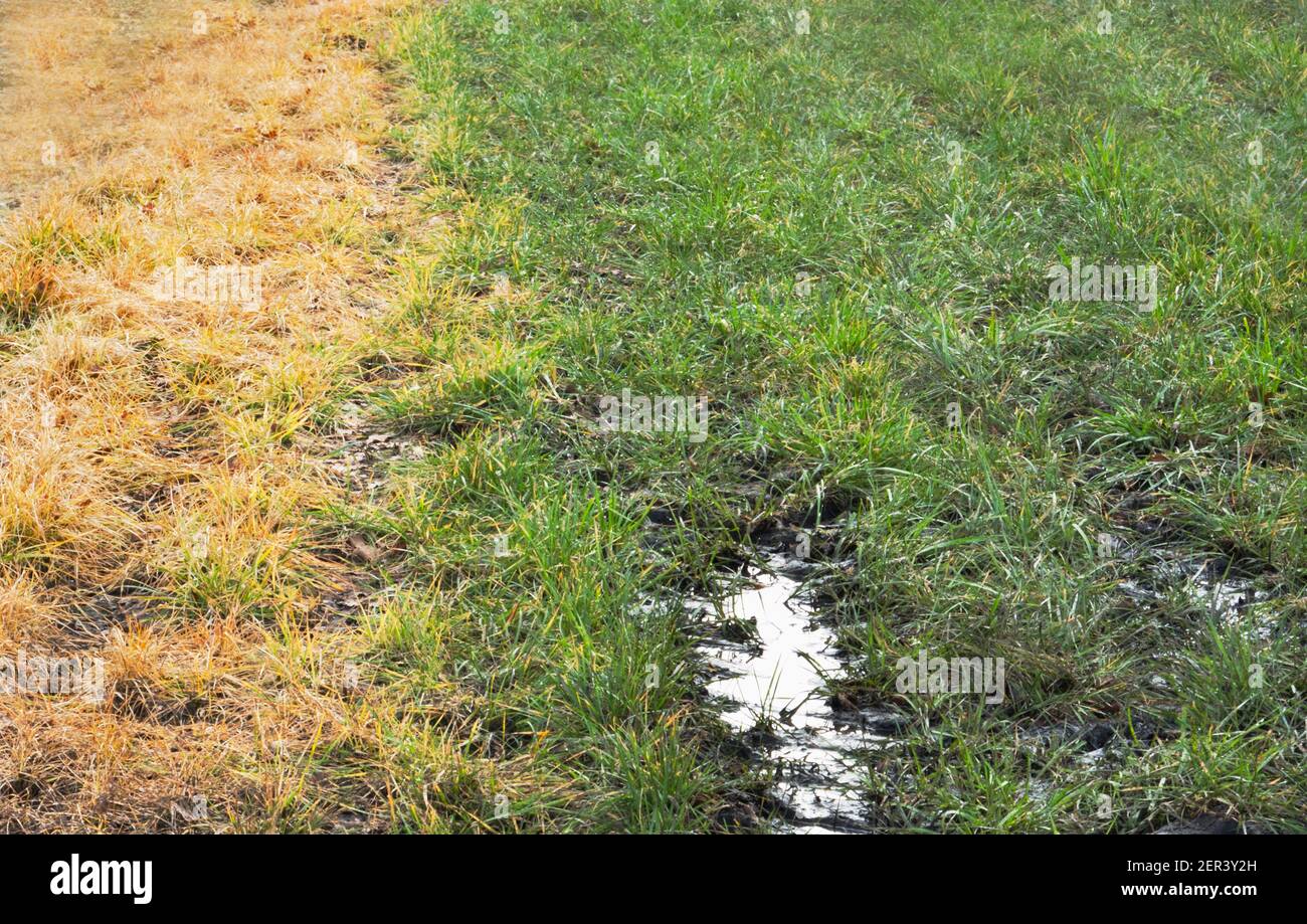 Effetto dell'erbicida di glifosato spruzzato sull'erba, giallo sinistro e morto, verde destro e vivo Foto Stock