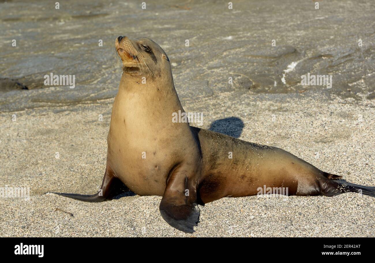 Leone di mare di Galápagos (Zalophus wollebaeki), Puerto Egas, Isola di Santiago, Isole Galapagos, Ecuador Foto Stock