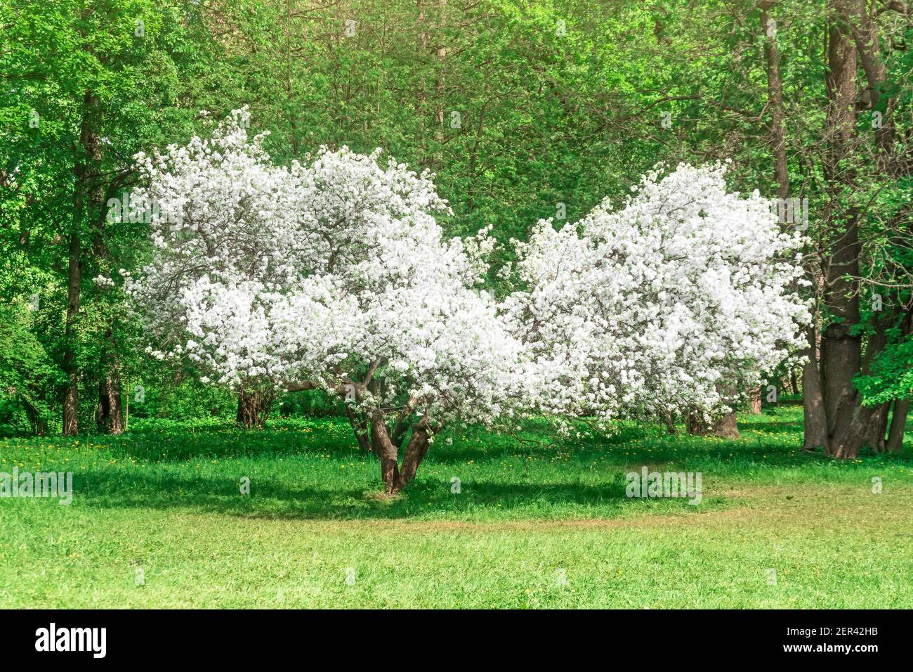 Albero di mela in fiore - la forma insolita è come un cuore nel verde parco primavera tempo Foto Stock