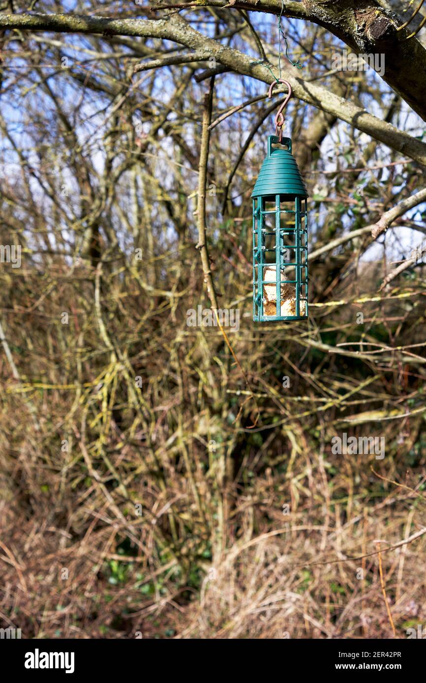 Alimentatore di uccelli contenente palle grasse appese da un ramo di albero Foto Stock