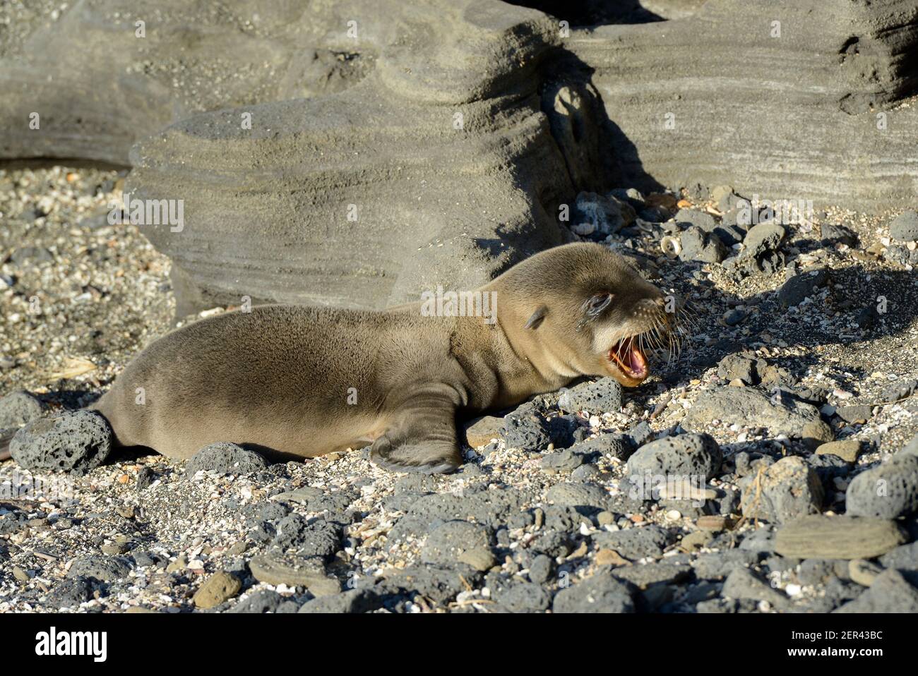 Leone di mare di Galápagos (Zalophus wollebaeki), Puerto Egas, Isola di Santiago, Isole Galapagos, Ecuador Foto Stock