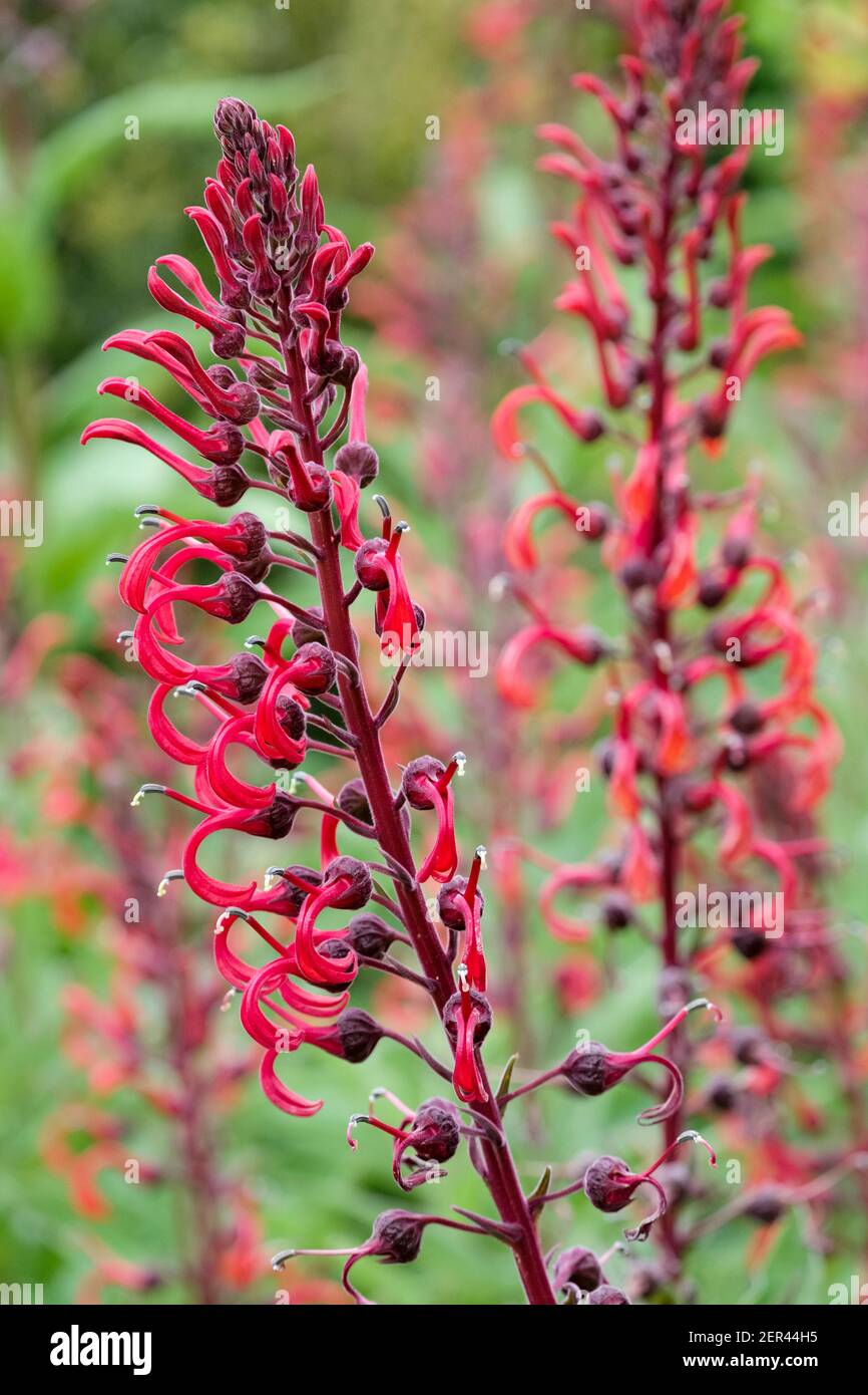 Racemi terminali di fiori tubolari, rosso brillante di Tupa di Lobelia. Tabacco del diavolo Foto Stock