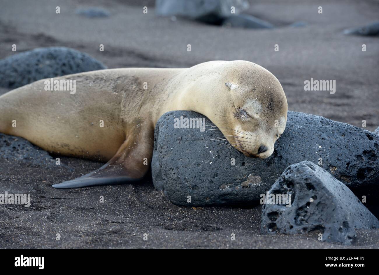 Leone di mare di Galápagos (Zalophus wollebaeki), Puerto Egas, Isola di Santiago, Isole Galapagos, Ecuador Foto Stock