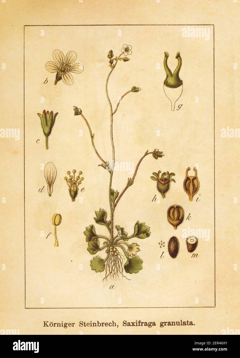 Antica illustrazione di una granulata sassifraga, conosciuta anche come sassifrago di prati. Inciso da Jacob Sturm (1771-1848) e pubblicato nel libro Deutschla Foto Stock