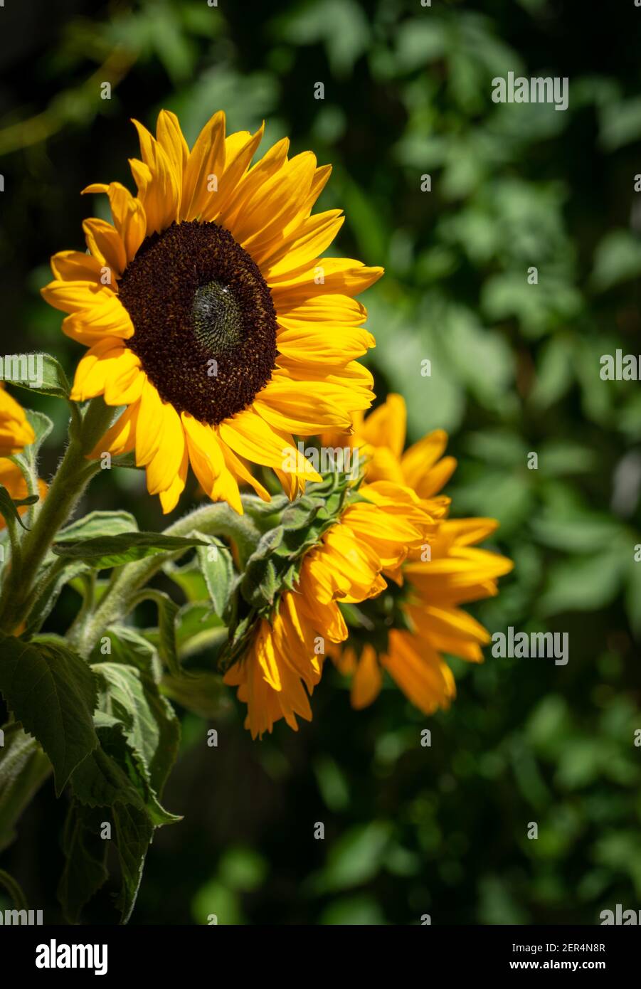 Girasoli in città, fiori gialli vibranti che portano il colore estivo e la natura nell'ambiente urbano Foto Stock