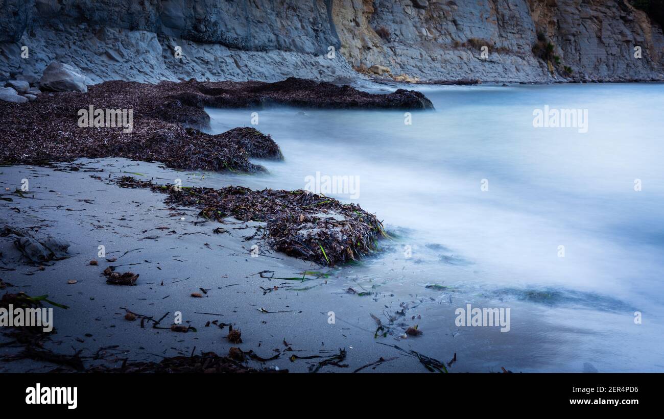 Alghe di Sargasso in una spiaggia di sabbia in Calep, Alicante, Spagna Foto Stock