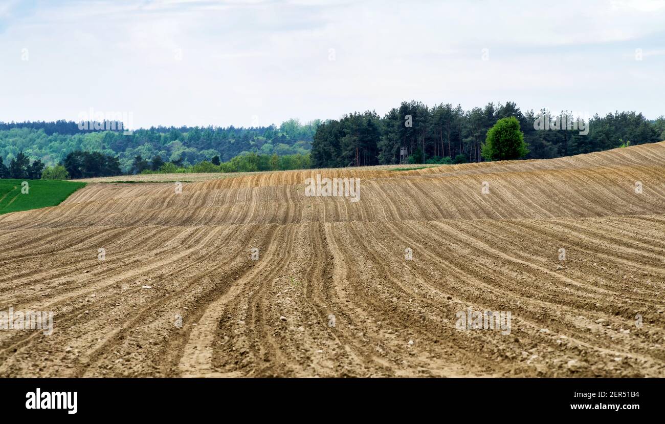 Campo arato in primavera in terreno collinare con foresta in background. Sfondo agricolo. Foto Stock