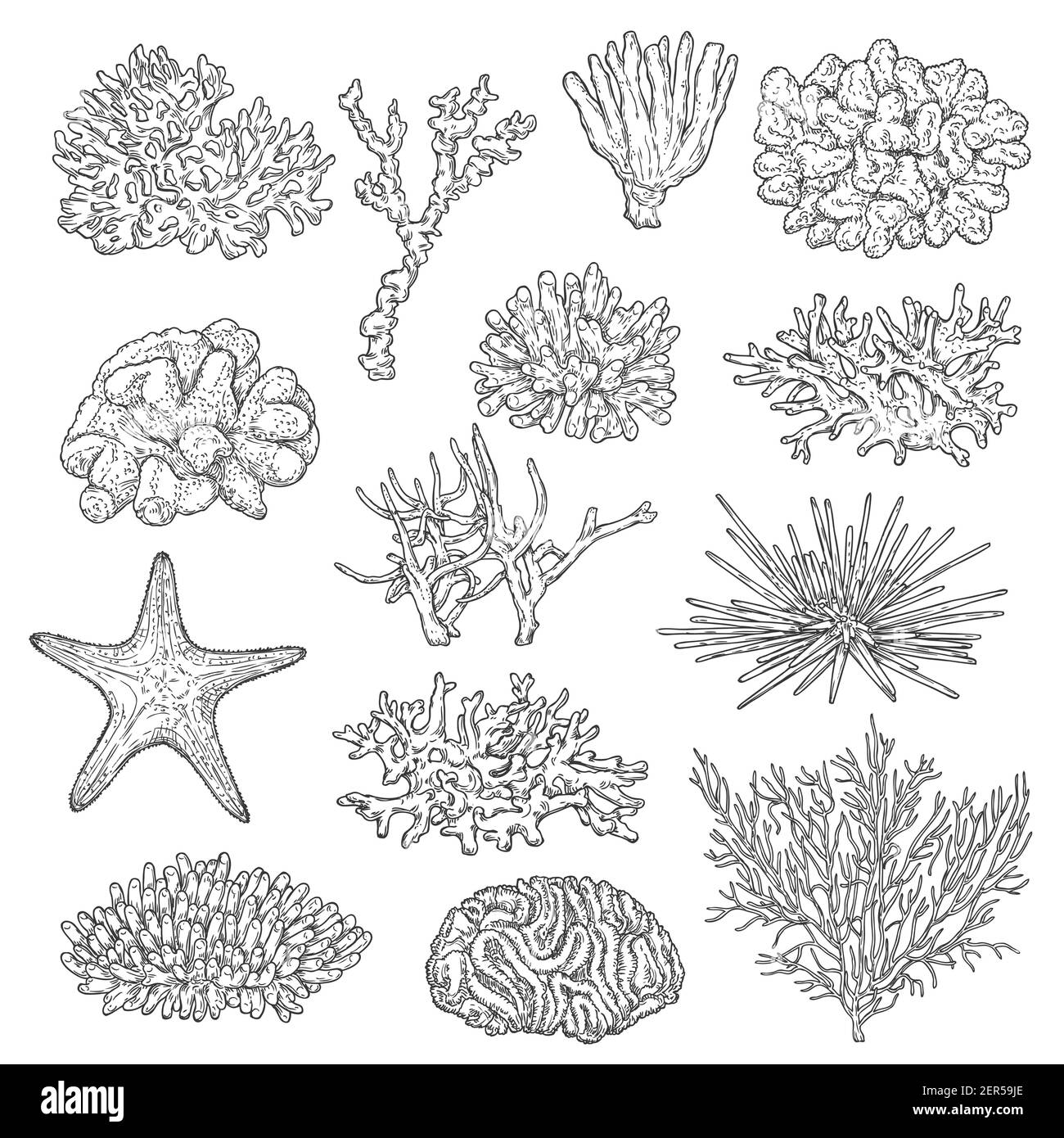 Colonie di coralli marini e vettori di schizzi di stelle marine. Fauna marina, profondità oceanica e fondali marini vita della barriera corallina, stelle e specie di ricci marini. Nero e stellare, acro Illustrazione Vettoriale