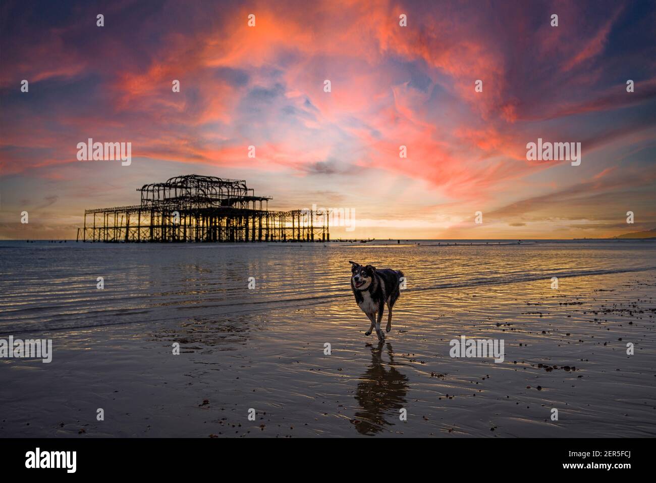 A Border Collie Dog- Canis lupus familiaris corre lungo il West Pier al tramonto, Brighton, Hove, East Sussex, England, UK, GB Foto Stock