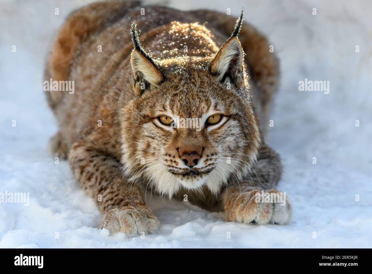 Lynx nella neve. Scena faunistica dalla natura invernale. Animali selvatici nell'habitat naturale Foto Stock