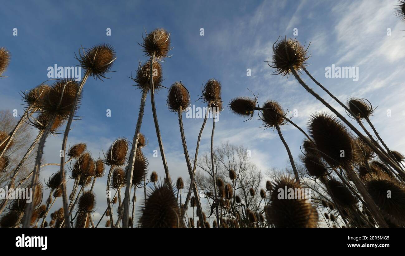 Testa di seme di teasel contro un cielo blu sfondo, Prickly Prickly Spiky Wild Flower o Weed nel Regno Unito, pianta a forma di cono con semi per gli uccelli da mangiare Foto Stock