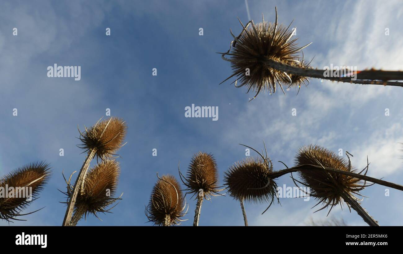 Testa di seme di teasel contro un bellissimo sfondo Blue Sky, creativo artistico POV, Art Shot di Teasels comune nel Regno Unito Foto Stock
