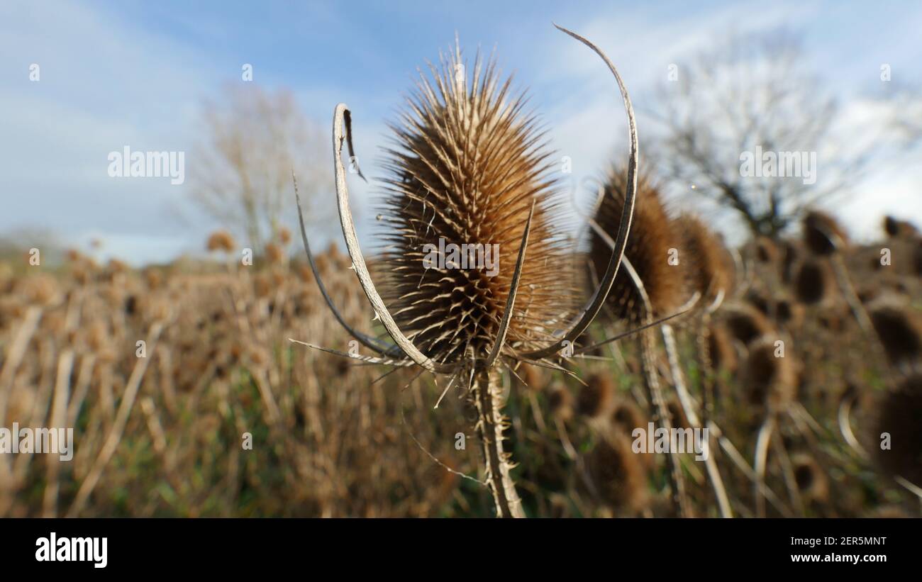 Testa di seme di teasel contro un cielo blu sfondo, Prickly Prickly Spiky Wild Flower o Weed nel Regno Unito, pianta a forma di cono con semi per gli uccelli da mangiare Foto Stock