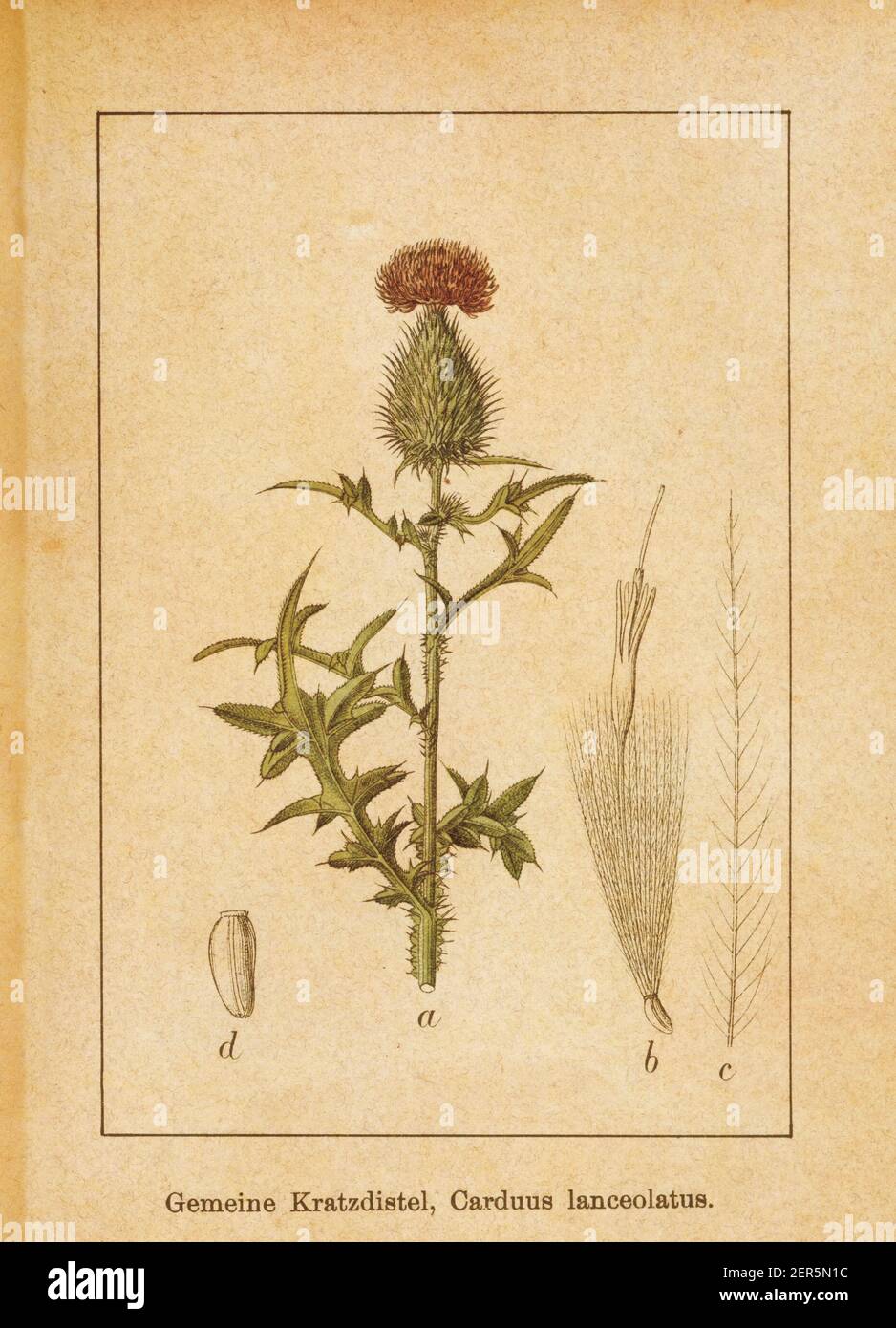 Antica illustrazione di un cirsium vulgare, conosciuto anche come carduus lanceolatus, il tistolo della lancia o il tistolo della bolla. Inciso da Jacob Sturm (1771-1848) e p. Foto Stock