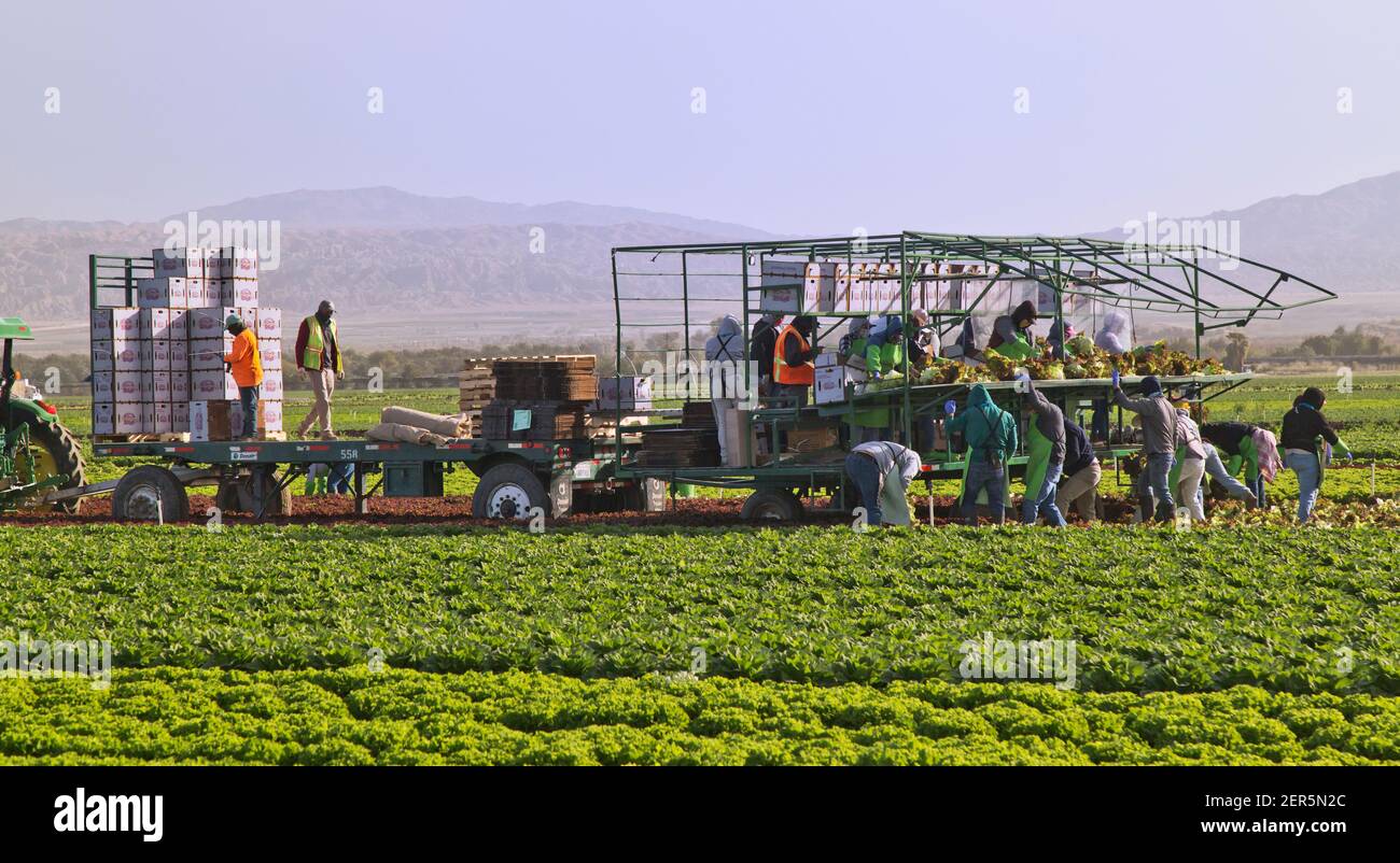 Lavoratori di campo ispanici raccolta e imballaggio foglia rossa biologica Lattuga 'Lactuca sativa' raccolto, lattuga Romaine in primo piano. Foto Stock