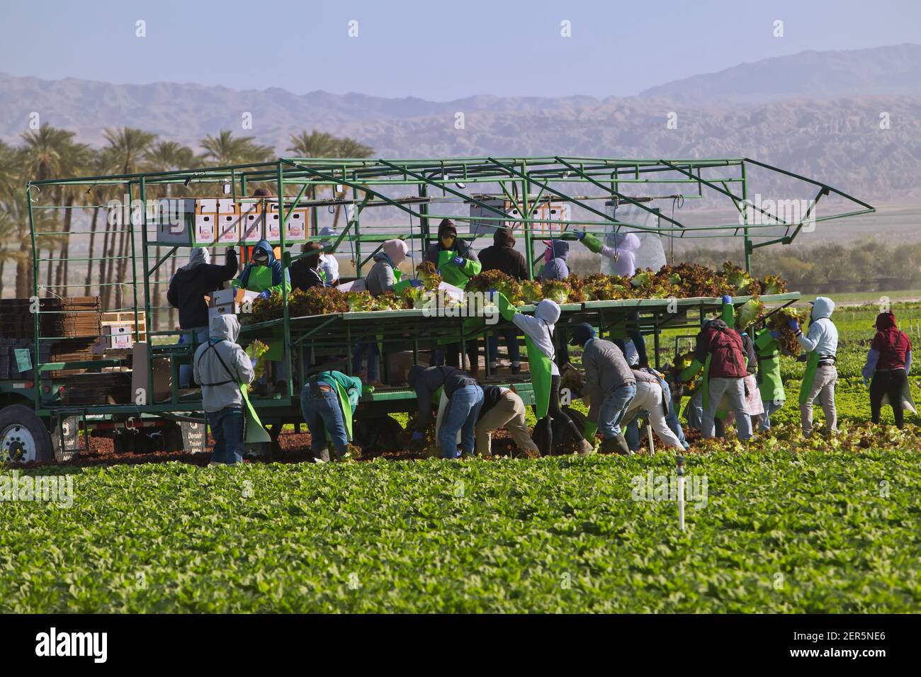 Lavoratori di campo ispanici raccolta e imballaggio foglia rossa organica prodotto di lattuga 'Lactuca sativa', indossando maschera Covid-19. Foto Stock