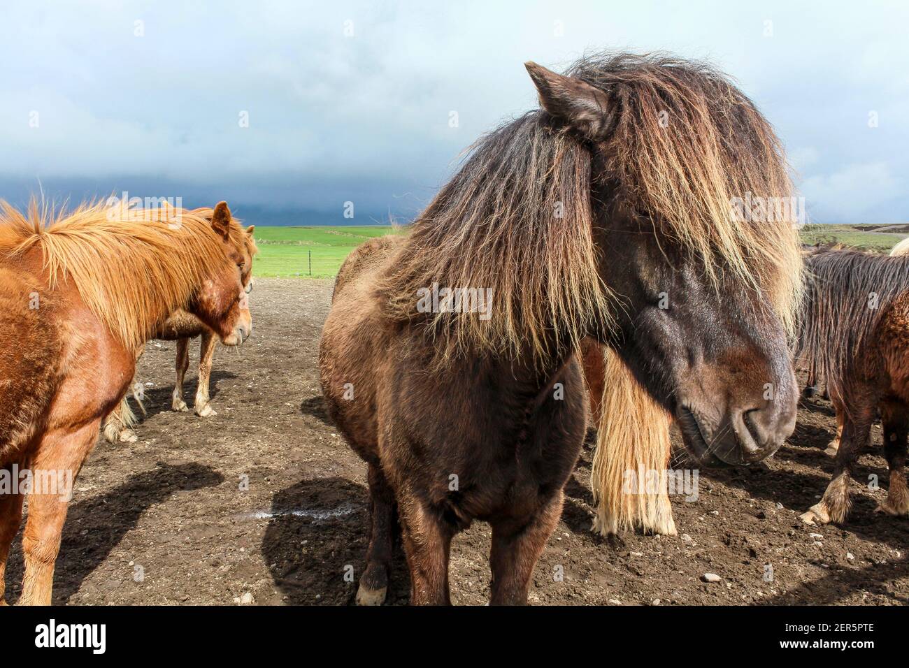 Ritratto di pony islandese marrone con manie lunghe, Islanda del Nord Foto Stock