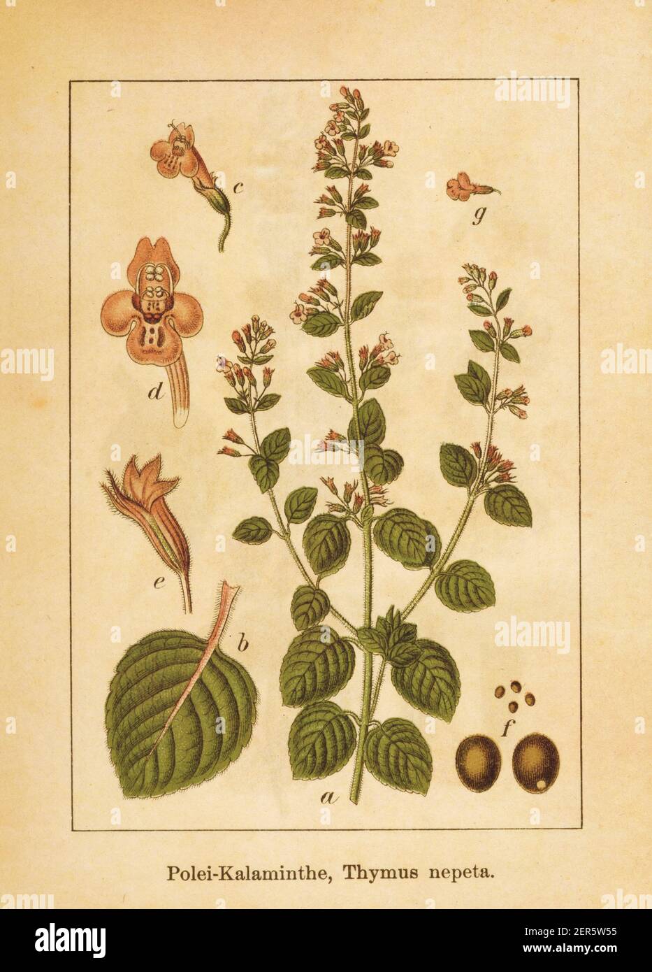 Antica illustrazione di un nepeta di timo, noto anche come nepeta di clinopodio. Inciso da Jacob Sturm (1771-1848) e pubblicato nel libro Deutschlands Foto Stock