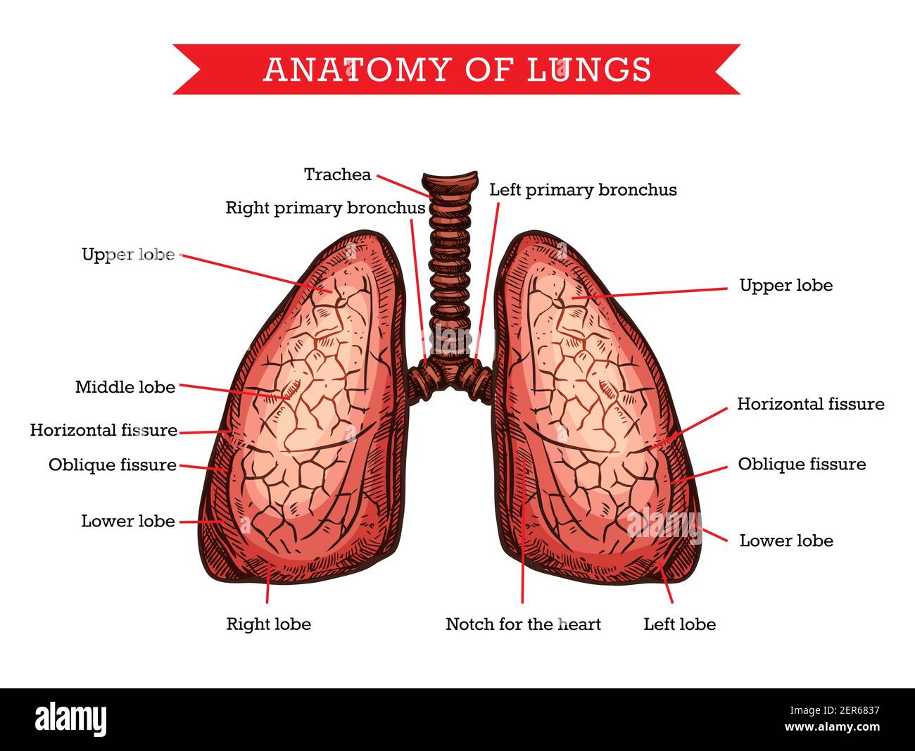 Anatomia dei polmoni umani, schema di medicina vettoriale di aiuto schema di organo di pulmonologa interno del corpo. Poster dei polmoni con i nomi delle parti inciso per l'aiuto visivo medico Illustrazione Vettoriale