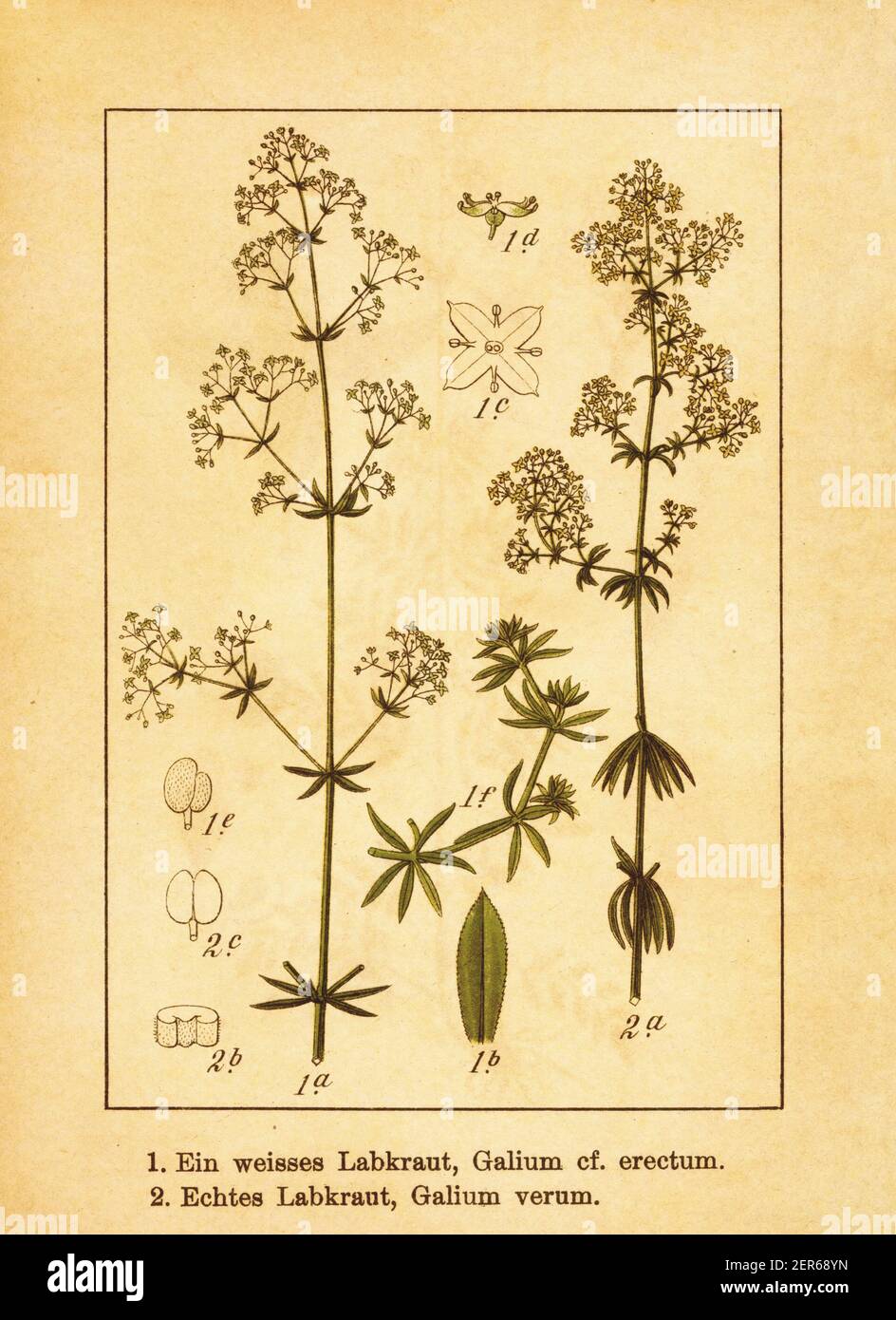 Antica illustrazione del XIX secolo di paglia bianca e cannuccia da donna. Incisione di Jacob Sturm (1771-1848) dal libro Deutschlands Flora in Abbi Foto Stock