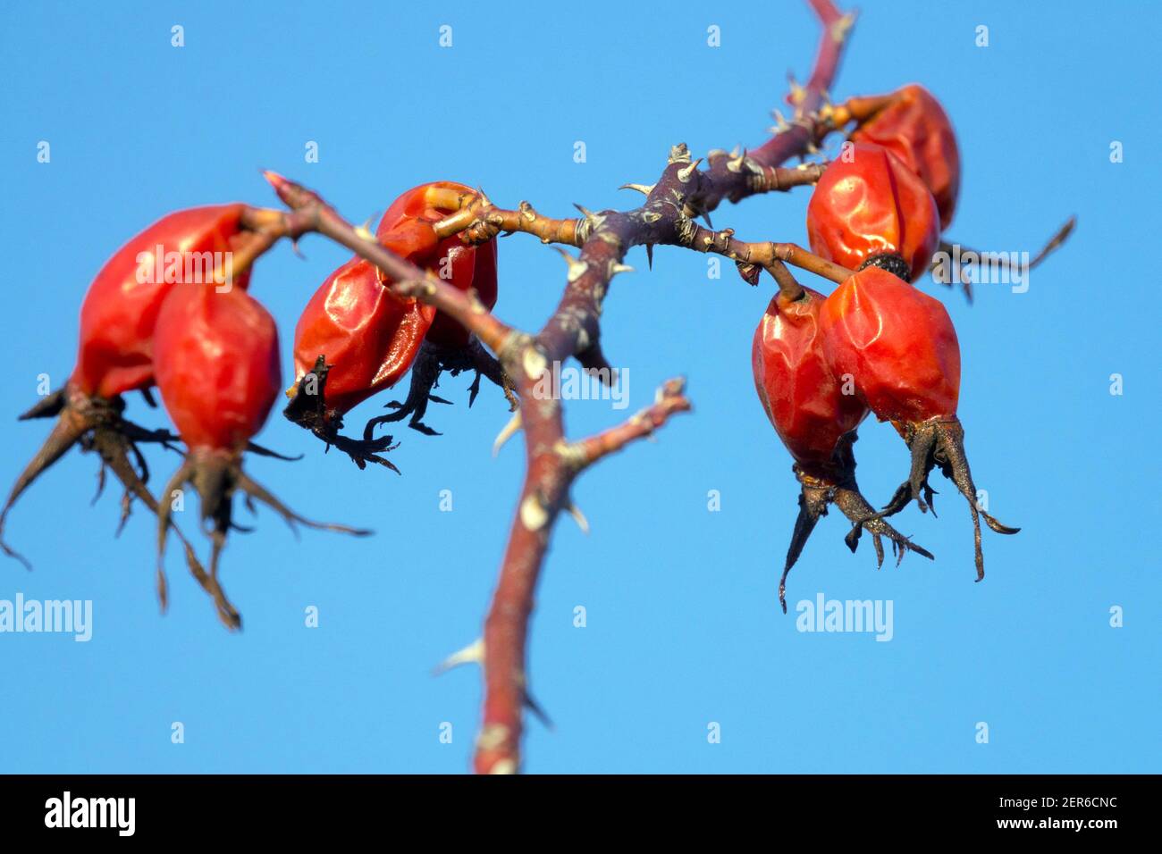 Rosa fianchi cane Rose bacche rosse Rosa canina rosehips Foto Stock