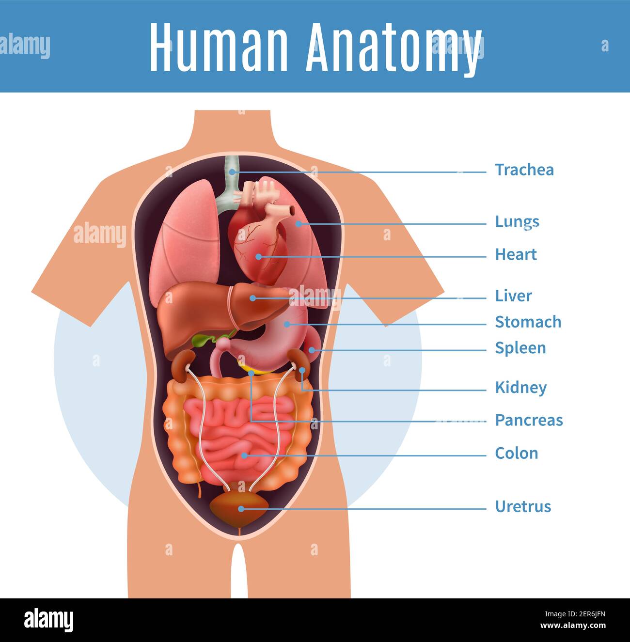 Poster dell'anatomia umana con i nomi degli organi del corpo