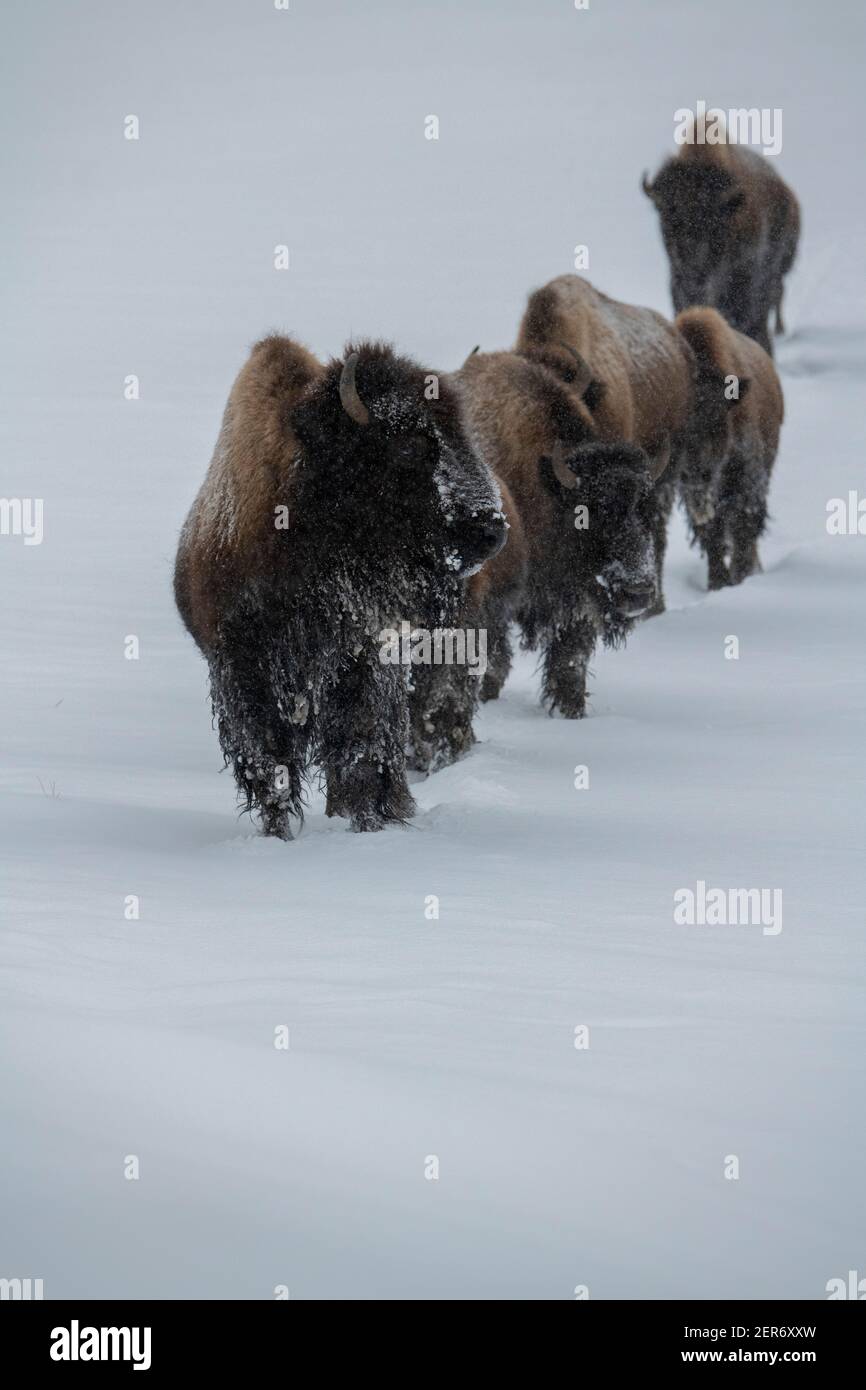Stati Uniti, Wyoming, Parco Nazionale di Yellowstone. Bisonte nella neve (SELVAGGIO: Bisonte) il più grande mammifero del Nord America. -15 gradi f. Foto Stock