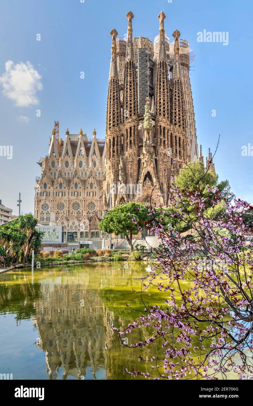 prunus pissardi nigra con la basilica della Sagrada Familia di Gaudì alle spalle, Barcellona, Catalogna, Spagna Foto Stock