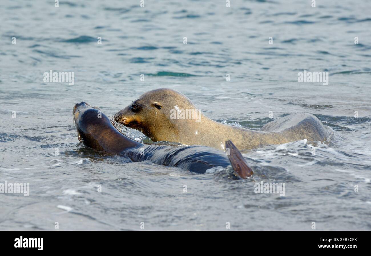 Leoni marini Galapagos (Zalophus wollebaeki) nel surf, Puerto Egas, Isola di Santiago, Isole Galapagos, Ecuador Foto Stock