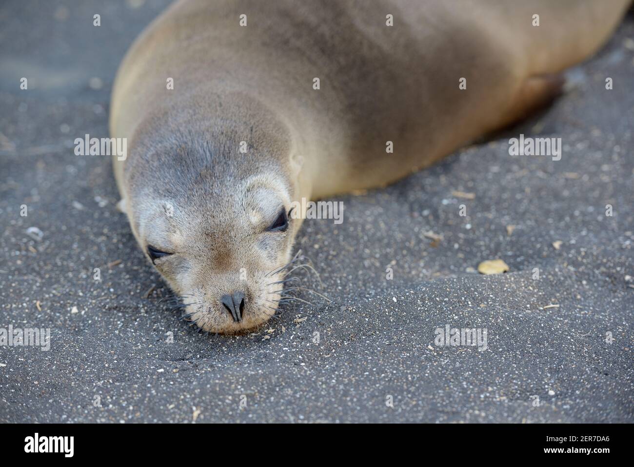Leone di mare di Galápagos (Zalophus wollebaeki), Puerto Egas, Isola di Santiago, Isole Galapagos, Ecuador Foto Stock